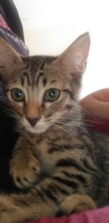 4 Tabby Kittens - Tabby Cat