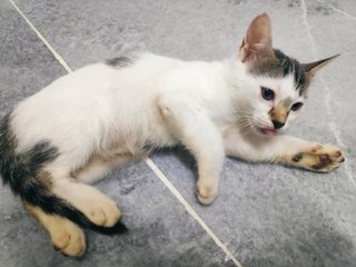 Angela (Tompok) - Domestic Short Hair Cat