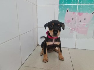 Diva - Mixed Breed Dog