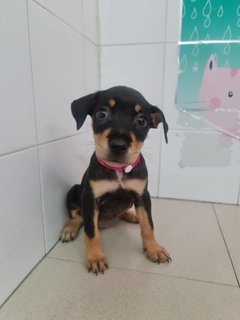 Diva - Mixed Breed Dog