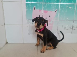 Diva - Mixed Breed Dog