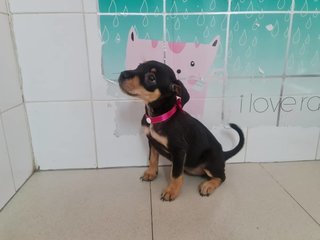 Diva - Mixed Breed Dog