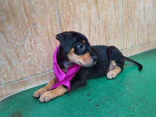 Diva - Mixed Breed Dog