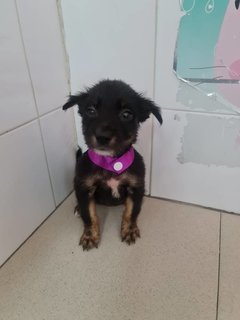 Dora - Mixed Breed Dog