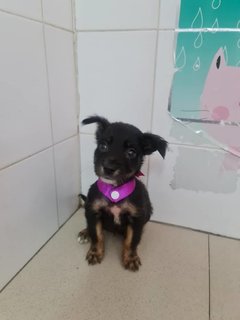 Dora - Mixed Breed Dog