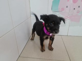 Dora - Mixed Breed Dog