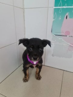 Dora - Mixed Breed Dog