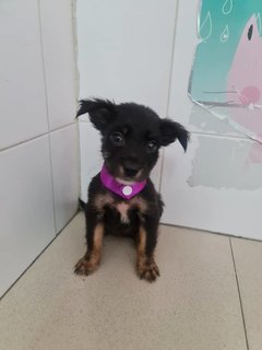 Dora - Mixed Breed Dog