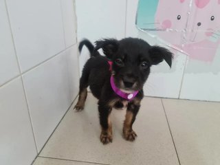 Dora - Mixed Breed Dog