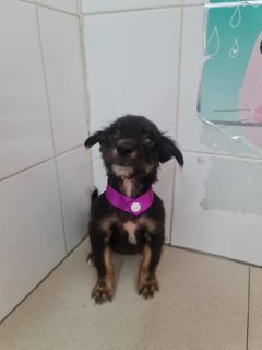 Dora - Mixed Breed Dog