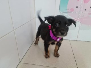 Dora - Mixed Breed Dog