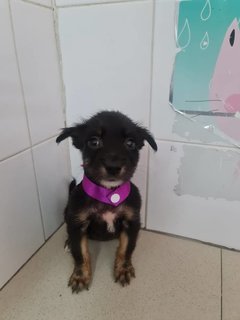 Dora - Mixed Breed Dog