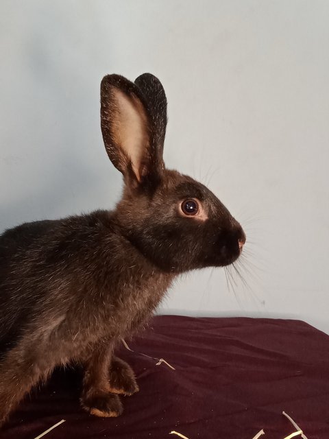 Dino - Dutch + New Zealand Rabbit