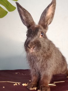 Dino - Dutch + New Zealand Rabbit