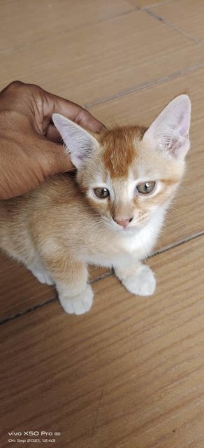 Mom &amp; Kids - Domestic Short Hair Cat