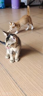 Mom &amp; Kids - Domestic Short Hair Cat