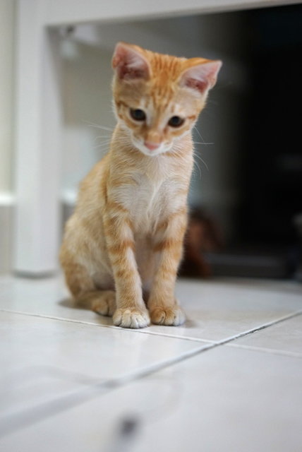 Cumin - Domestic Medium Hair Cat