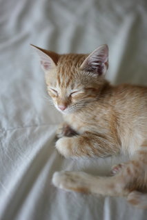 Cumin - Domestic Medium Hair Cat