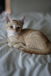 Cumin - Domestic Medium Hair Cat