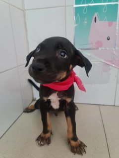 Dom - Mixed Breed Dog