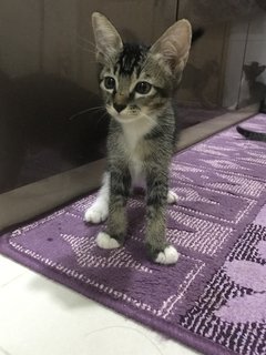 Sky And Her Siblings - Domestic Short Hair Cat