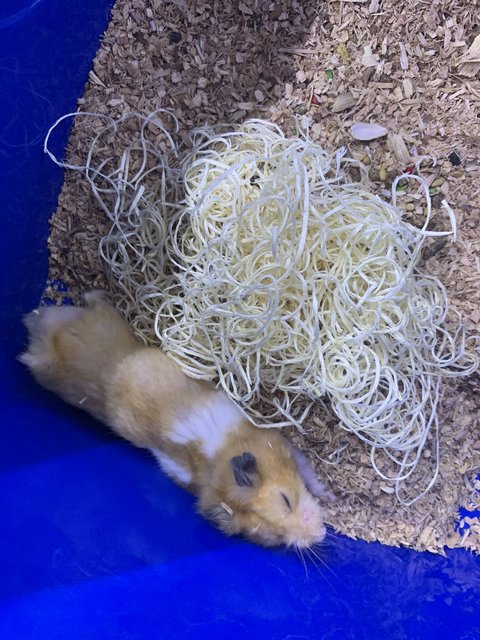 Syrian Hamster - Syrian / Golden Hamster Hamster