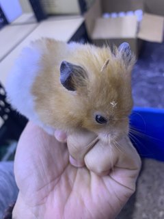 Syrian Hamster - Syrian / Golden Hamster Hamster