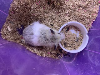 Syrian Hamster - Syrian / Golden Hamster Hamster