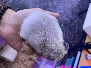 Syrian Hamster - Syrian / Golden Hamster Hamster