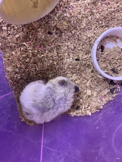 Syrian Hamster - Syrian / Golden Hamster Hamster