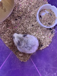 Syrian Hamster - Syrian / Golden Hamster Hamster