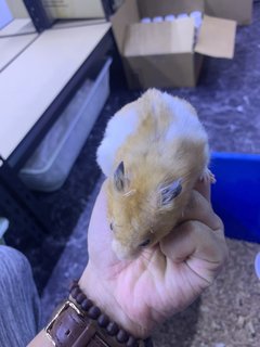 Syrian Hamster - Syrian / Golden Hamster Hamster