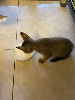 Comel - Domestic Short Hair + Domestic Medium Hair Cat