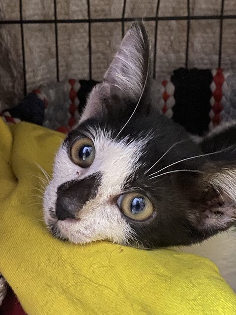 Dotted Nose - Domestic Short Hair Cat