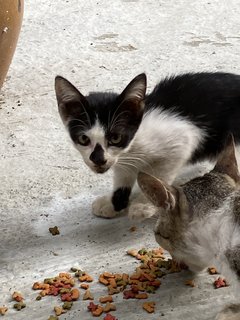 Dotted Nose - Domestic Short Hair Cat