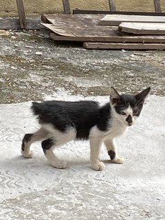 Dotted Nose - Domestic Short Hair Cat