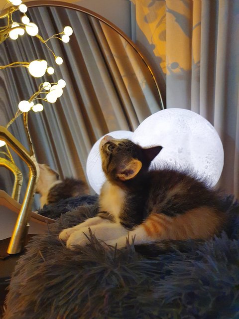 Moon-pie - Domestic Medium Hair + Tabby Cat