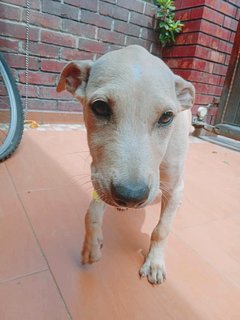 Zumba - Mixed Breed Dog