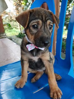 Choco  - Mixed Breed Dog