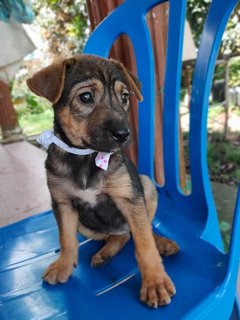 Choco  - Mixed Breed Dog