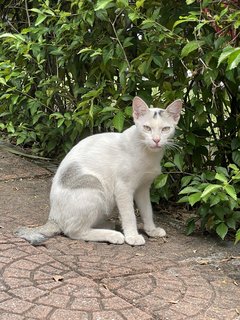 Apollo🚀 - Domestic Short Hair Cat