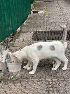 Apollo🚀 - Domestic Short Hair Cat