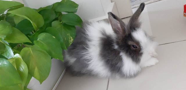 Simba  - Angora Rabbit Rabbit