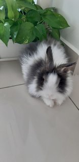 Simba  - Angora Rabbit Rabbit