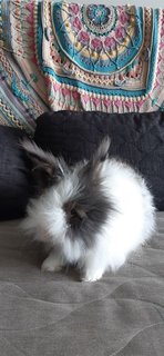 Simba  - Angora Rabbit Rabbit