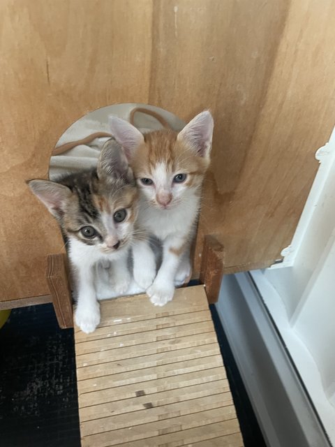 Baby Gin And Baby Dora - Domestic Short Hair Cat