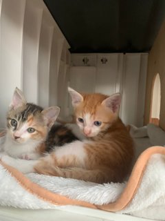 Baby Gin And Baby Dora - Domestic Short Hair Cat