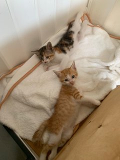 Baby Gin And Baby Dora - Domestic Short Hair Cat