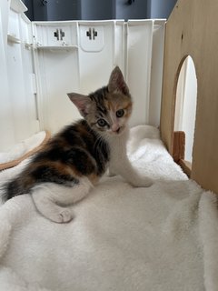 Baby Gin And Baby Dora - Domestic Short Hair Cat