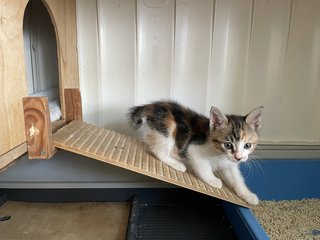 Baby Gin And Baby Dora - Domestic Short Hair Cat